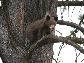 Bear cub.