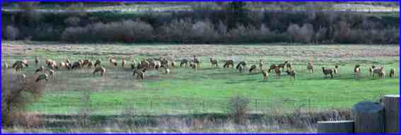 Elk in my lower pasture.